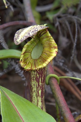 Nepenthes mirabilis var. echinostomata