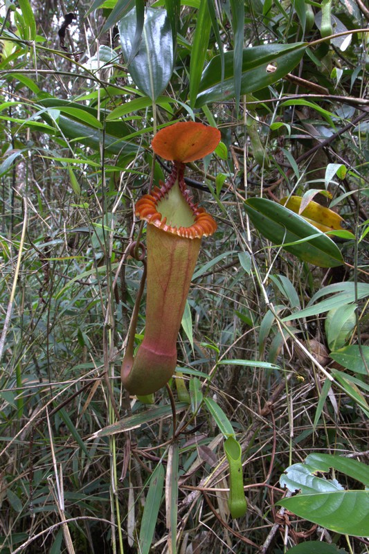 Nepenthes edwardsiana 