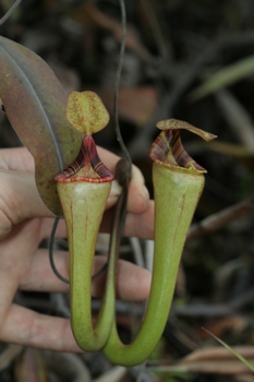 Nepenthes vogelii 
