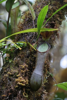 Nepenthes murudensis