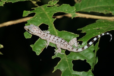 Cyrtodactylus pubisculus