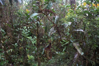 Nepenthes hurrelliana 