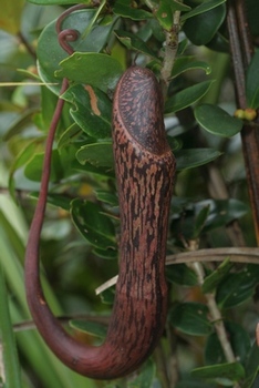 Nepenthes faizaliana 