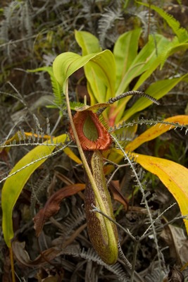 Nepenthes mirabilis var. echinostomata