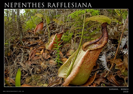 N. rafflesiana