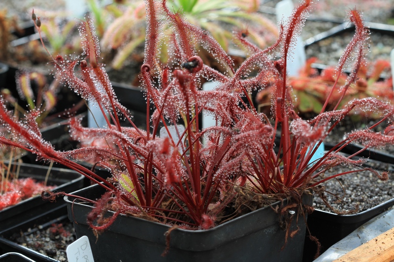 Drosera capensis Red