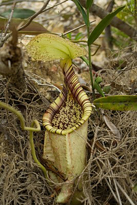 Nepenthes rafflesiana Sarawak