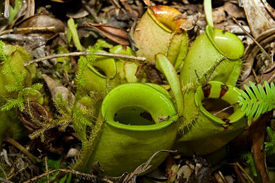 Nepenthes ampullaria Sarawak