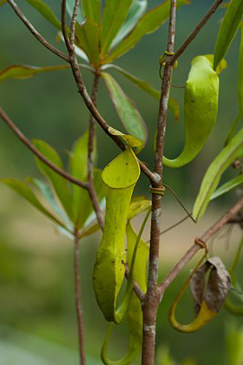 Nepenthes reinwardtiana Sarawak